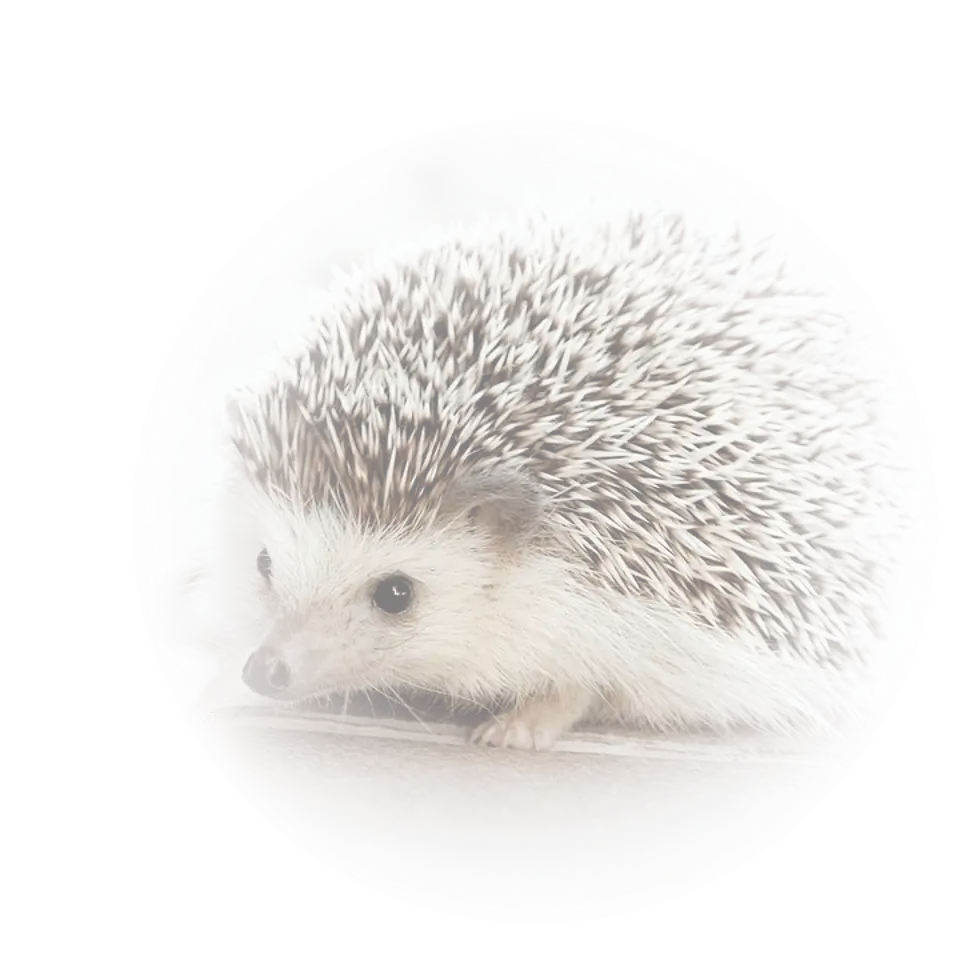 Nem csak egy börze - sün