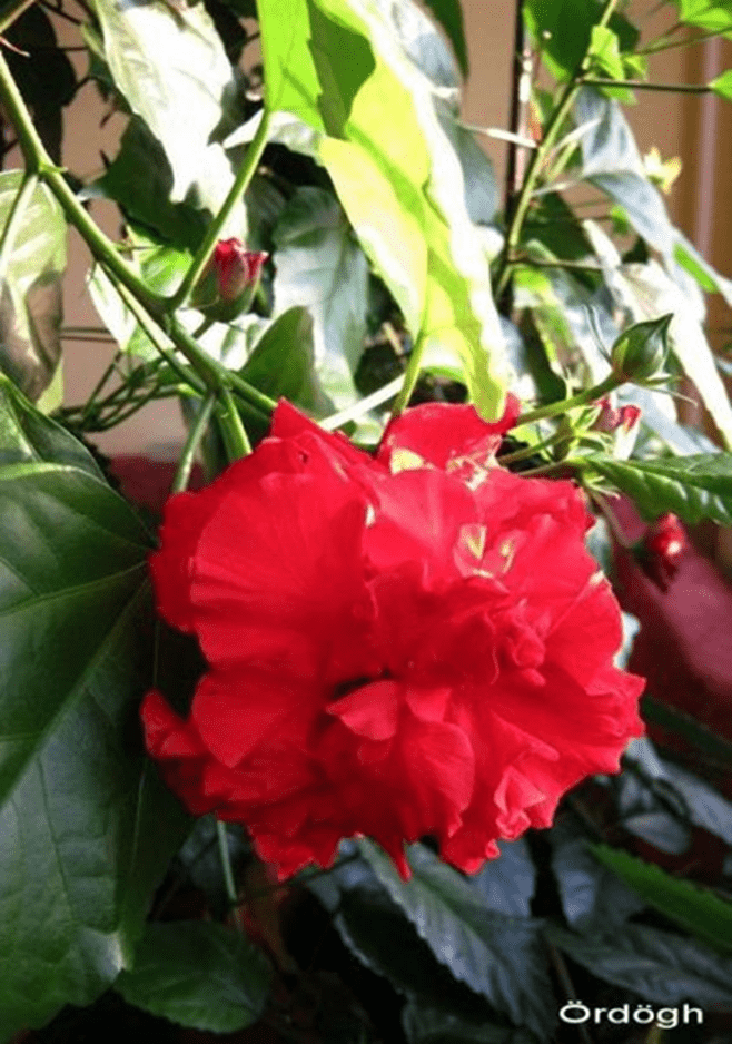 Hibiszkusz