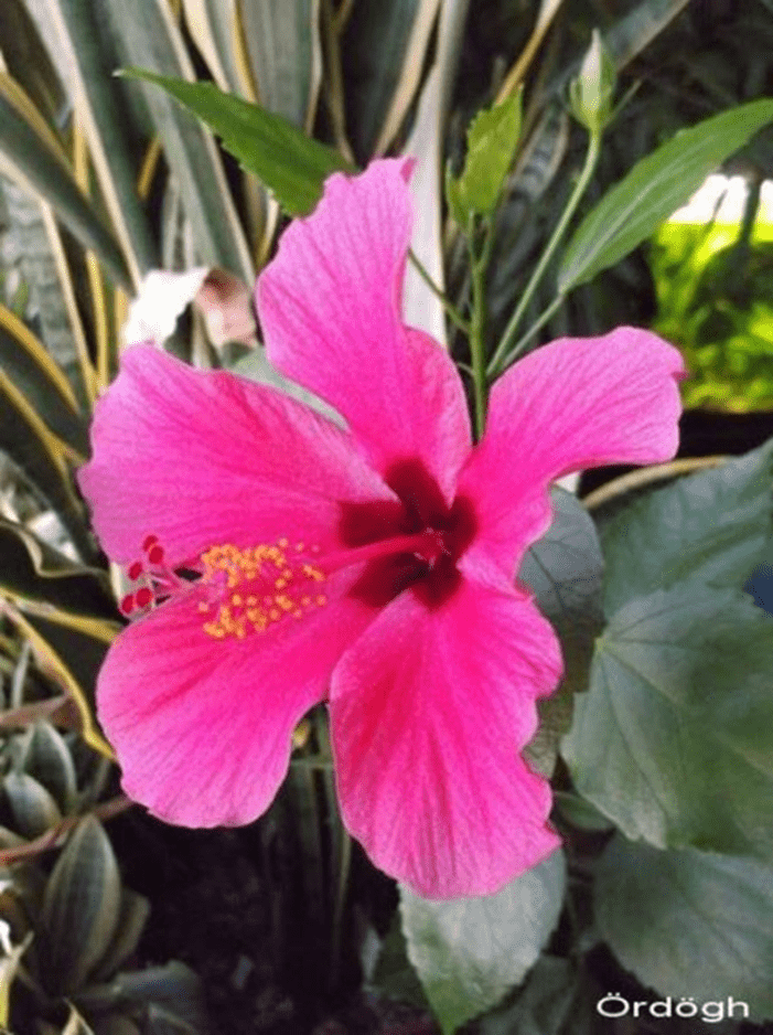 Hibiszkusz