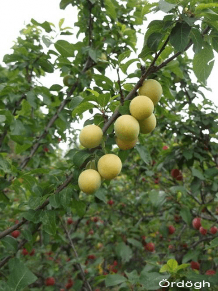 Mirabolán