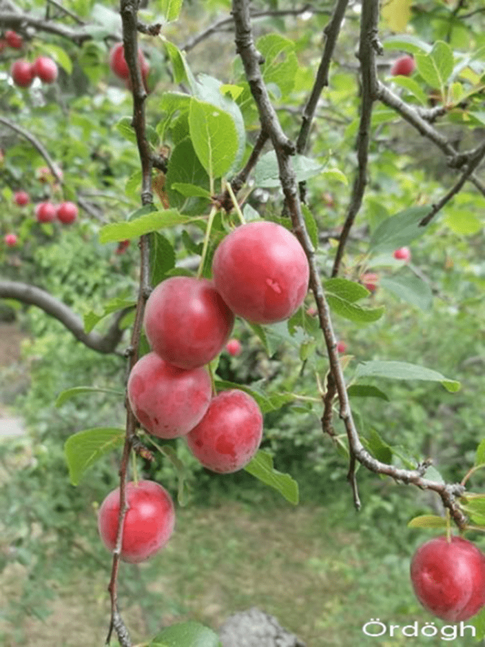 Mirabolán