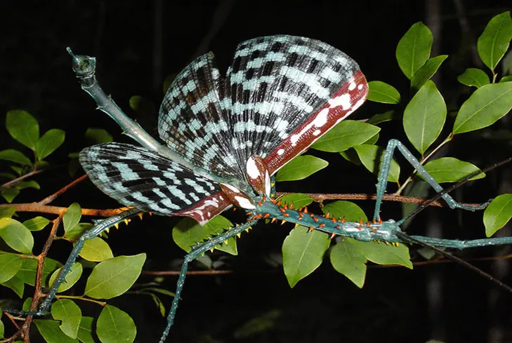 Achrioptera spinosissima