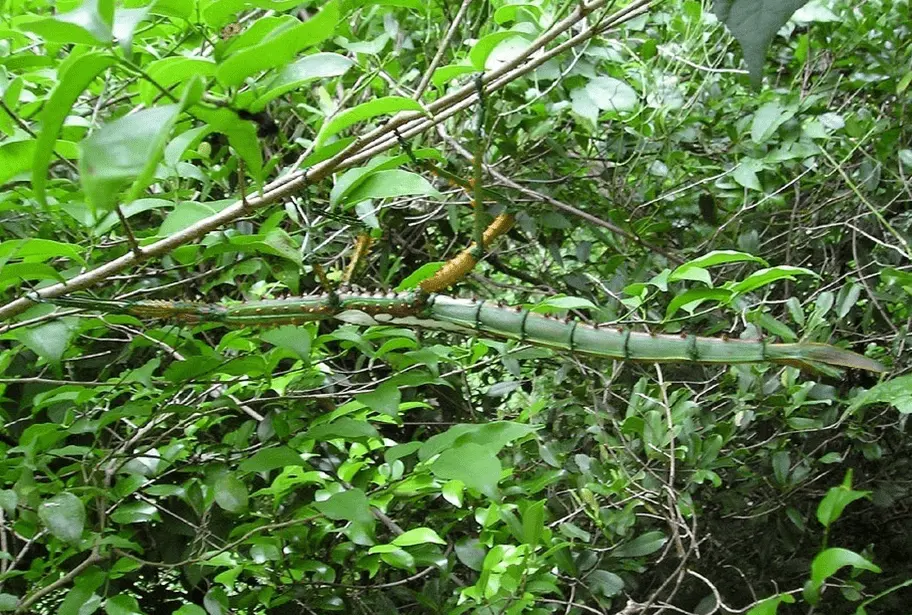 Achrioptera spinosissima