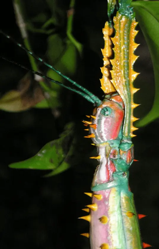 Achrioptera spinosissima