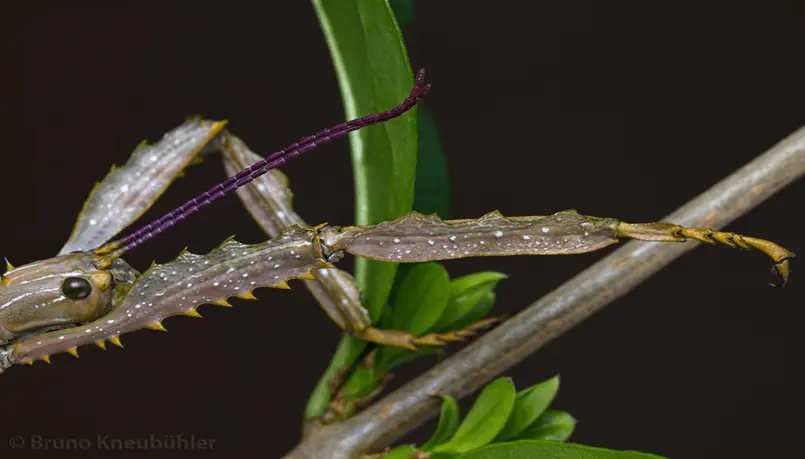 Achrioptera punctipes punctipes