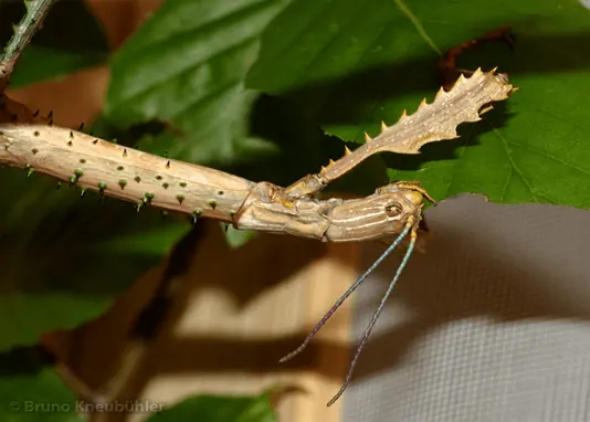 Achrioptera punctipes cliquennoisi