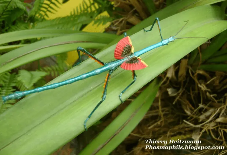 Achrioptera fallax