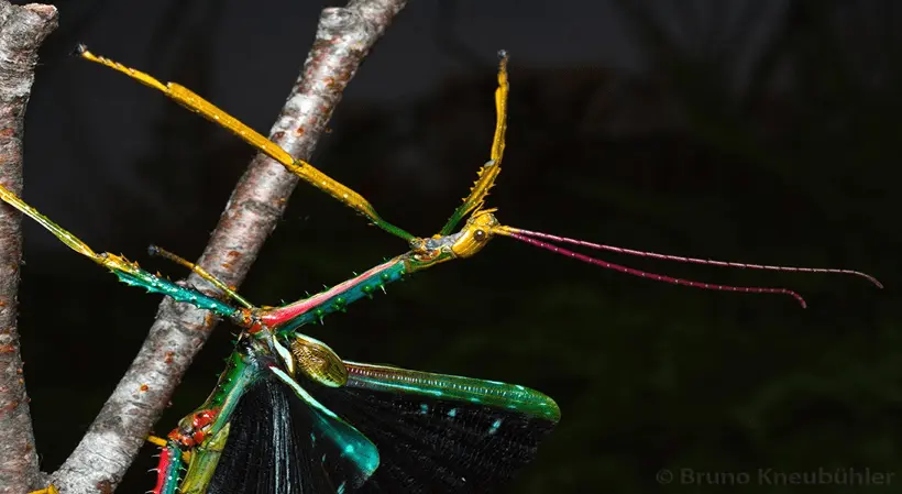 Achrioptera punctipes punctipes