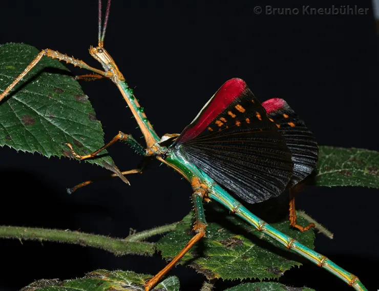 Achrioptera punctipes cliquennoisi