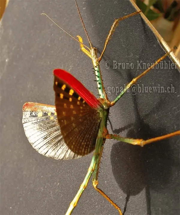 Achrioptera punctipes cliquennoisi